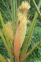 0378-Reis Zuid-Afrika2007